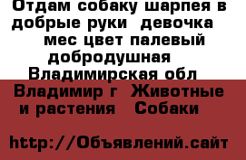 Отдам собаку шарпея в добрые руки .девочка 1.4 мес.цвет палевый.добродушная. - Владимирская обл., Владимир г. Животные и растения » Собаки   